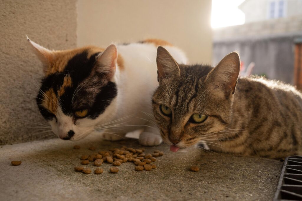 Close-up of two cats eating dry food outside in sunlight. Perfect for pet care themes.