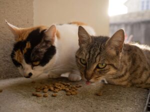 Pet Supplies